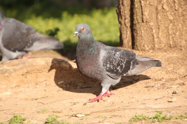 November Meeting Reminder @ Fontenelle Forest