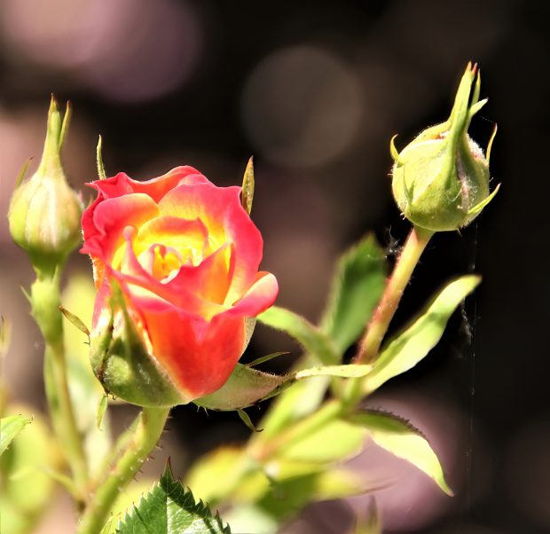 November Meeting Reminder @ Fontenelle Forest