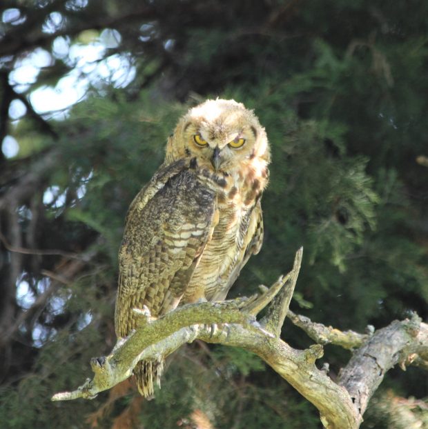 November Meeting Reminder @ Fontenelle Forest