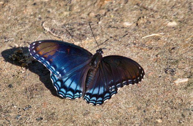 November Meeting Reminder @ Fontenelle Forest