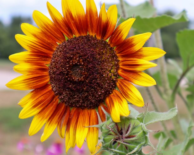 November Meeting Reminder @ Fontenelle Forest