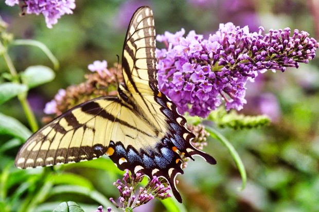 November Meeting Reminder @ Fontenelle Forest