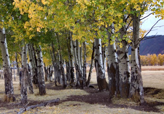 November Meeting Reminder @ Fontenelle Forest