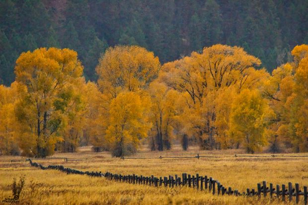 November Meeting Reminder @ Fontenelle Forest
