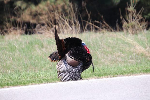 November Meeting Reminder @ Fontenelle Forest