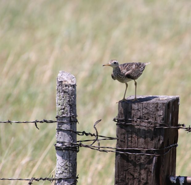 November Meeting Reminder @ Fontenelle Forest
