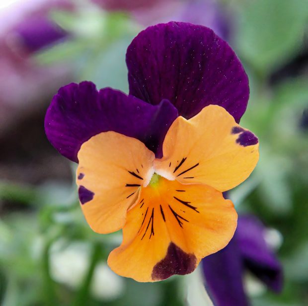 November Meeting Reminder @ Fontenelle Forest