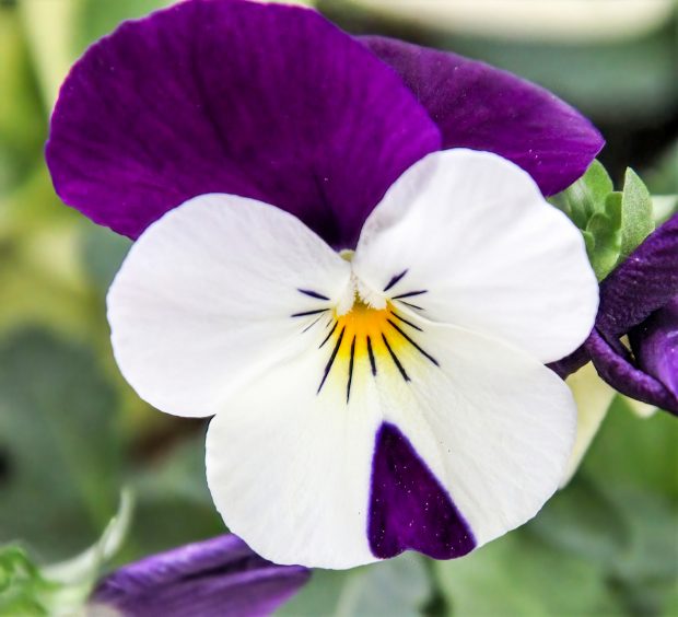 November Meeting Reminder @ Fontenelle Forest