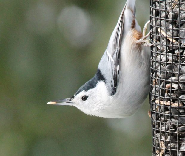 November Meeting Reminder @ Fontenelle Forest