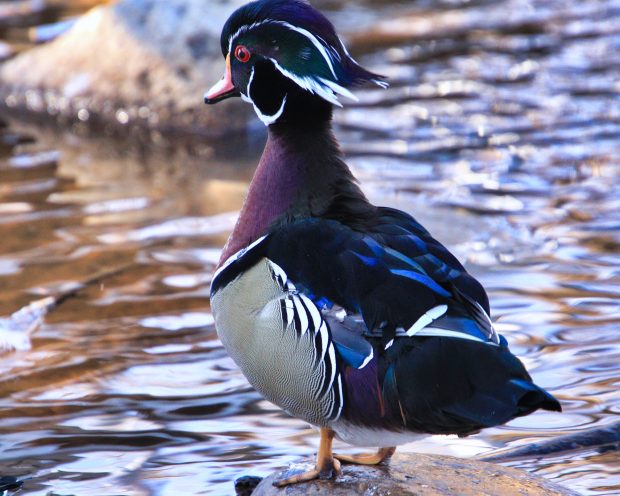 November Meeting Reminder @ Fontenelle Forest