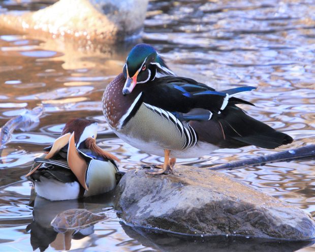 November Meeting Reminder @ Fontenelle Forest