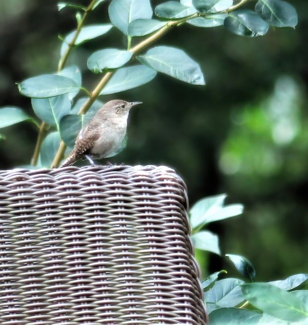 November Meeting Reminder @ Fontenelle Forest