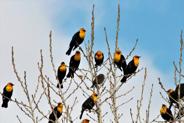 November Meeting Reminder @ Fontenelle Forest