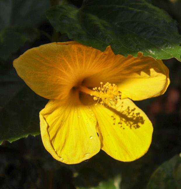 November Meeting Reminder @ Fontenelle Forest