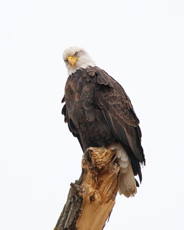 Photo Club Meeting @ Fontenelle Forest Nature Center