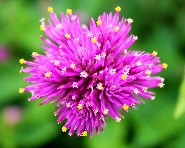 November Meeting Reminder @ Fontenelle Forest