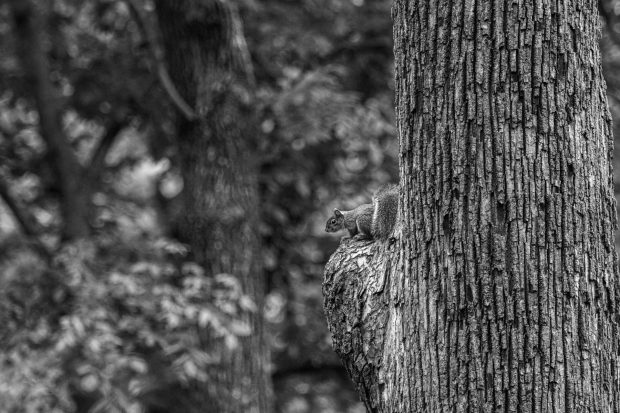 November Meeting Reminder @ Fontenelle Forest