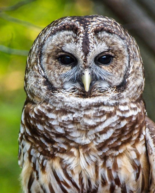 November Meeting Reminder @ Fontenelle Forest