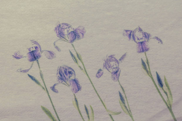 Wildflower hike at Fontenelle Forest @ Fontenelle Forest