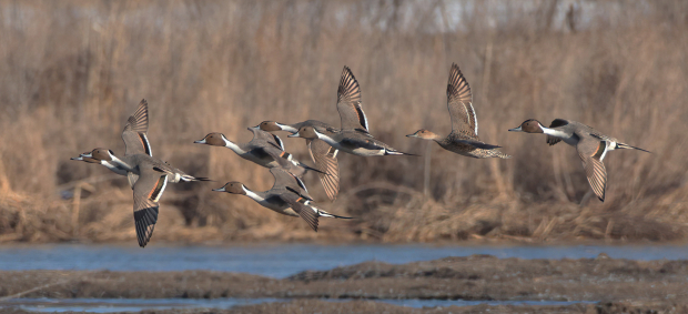 Wildflower hike at Fontenelle Forest @ Fontenelle Forest