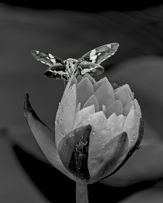 Wildflower hike at Fontenelle Forest @ Fontenelle Forest