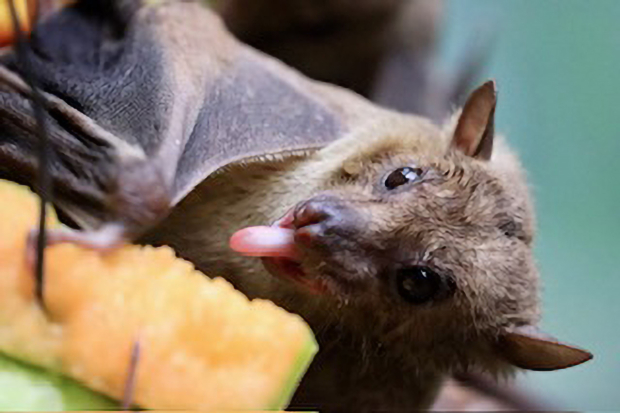 Wildflower hike at Fontenelle Forest @ Fontenelle Forest