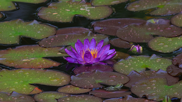 Wildflower hike at Fontenelle Forest @ Fontenelle Forest