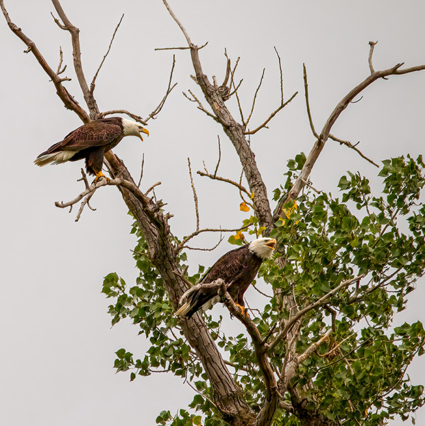 Wildflower hike at Fontenelle Forest @ Fontenelle Forest