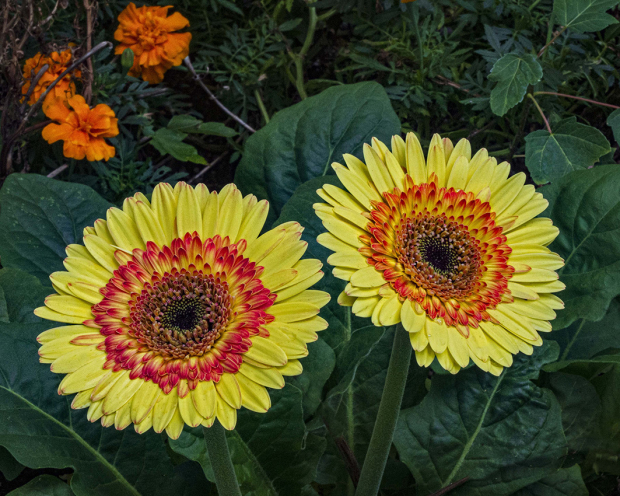Wildflower hike at Fontenelle Forest @ Fontenelle Forest