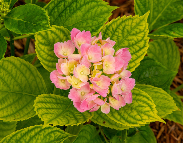 Wildflower hike at Fontenelle Forest @ Fontenelle Forest