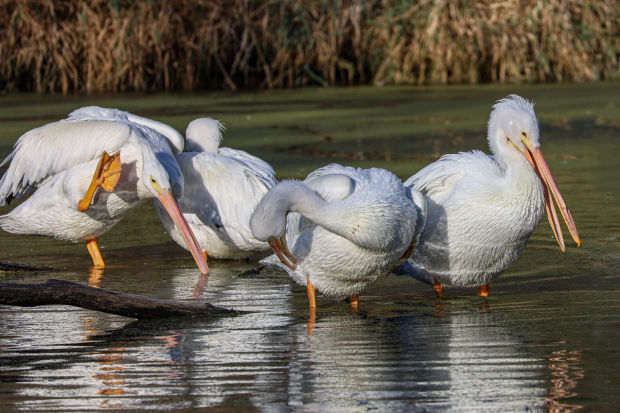 Wildflower hike at Fontenelle Forest @ Fontenelle Forest