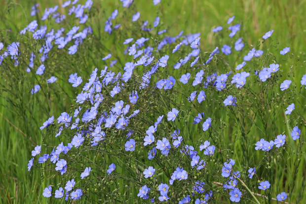 Wildflower hike at Fontenelle Forest @ Fontenelle Forest