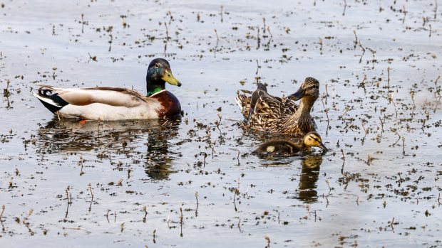 Wildflower hike at Fontenelle Forest @ Fontenelle Forest