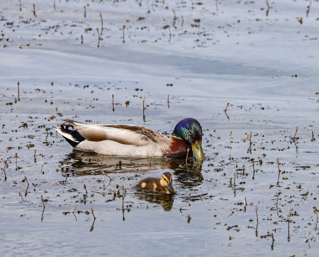 Wildflower hike at Fontenelle Forest @ Fontenelle Forest