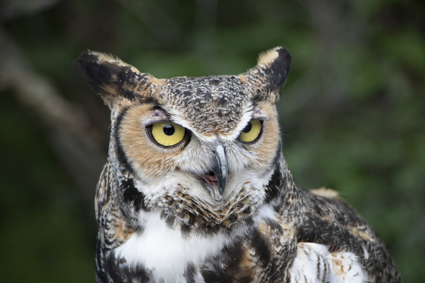 Wildflower hike at Fontenelle Forest @ Fontenelle Forest
