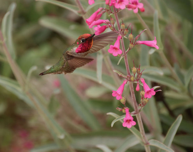 Wildflower hike at Fontenelle Forest @ Fontenelle Forest