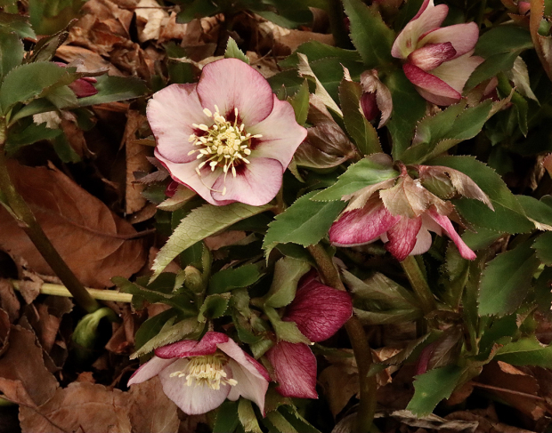 Wildflower hike at Fontenelle Forest @ Fontenelle Forest