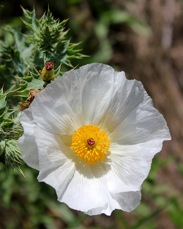 Wildflower hike at Fontenelle Forest @ Fontenelle Forest