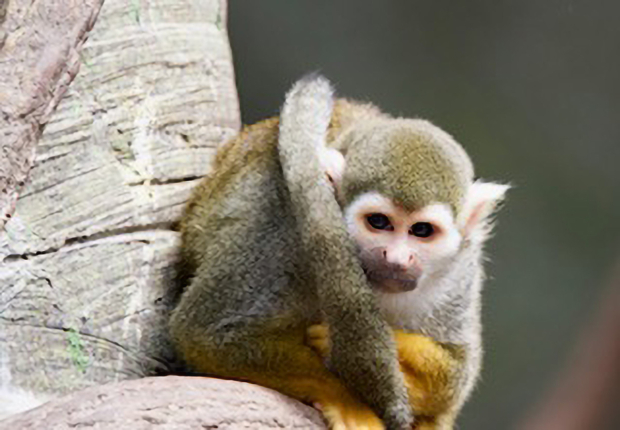 Wildflower hike at Fontenelle Forest @ Fontenelle Forest