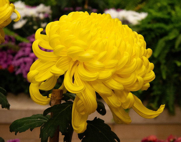 Wildflower hike at Fontenelle Forest @ Fontenelle Forest