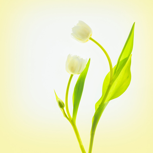 Wildflower hike at Fontenelle Forest @ Fontenelle Forest