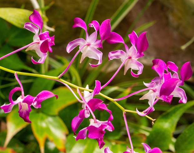 Wildflower hike at Fontenelle Forest @ Fontenelle Forest