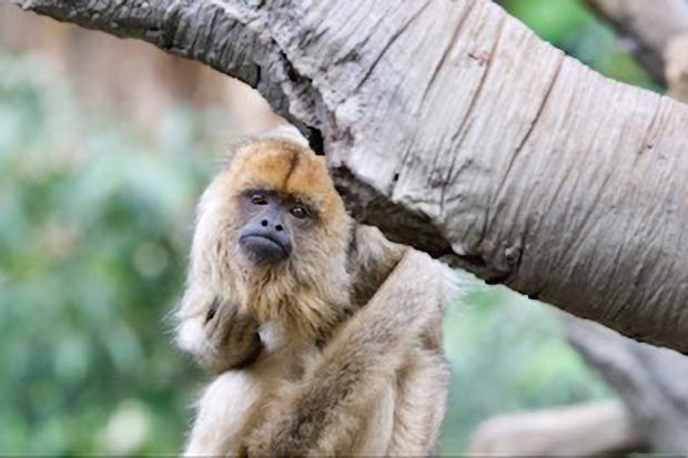 Wildflower hike at Fontenelle Forest @ Fontenelle Forest