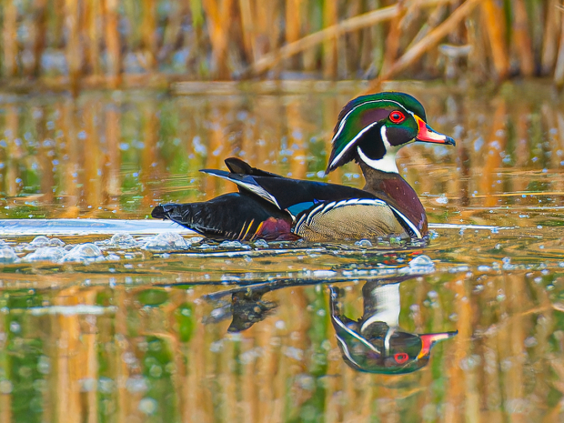 There are NO regular meetings in July and August - but new photos are needed for September @ Fontenelle Forest