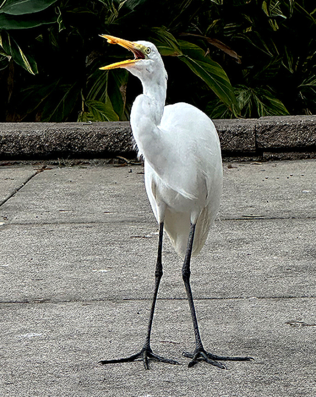 Wildflower hike at Fontenelle Forest @ Fontenelle Forest