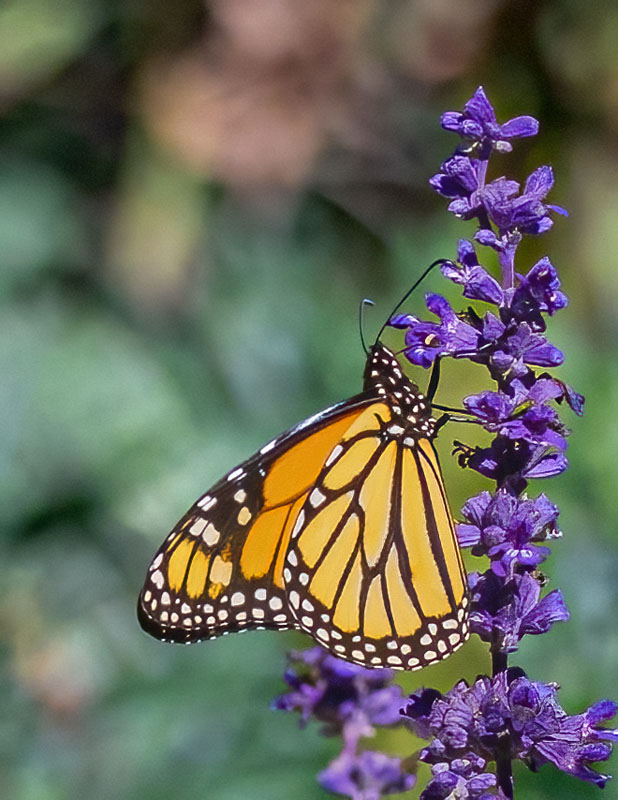 Monarch Butterfly