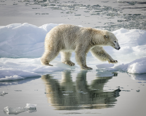 Wildflower hike at Fontenelle Forest @ Fontenelle Forest
