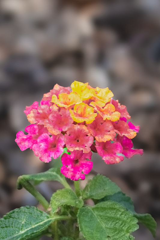 A_Flora_Lantana