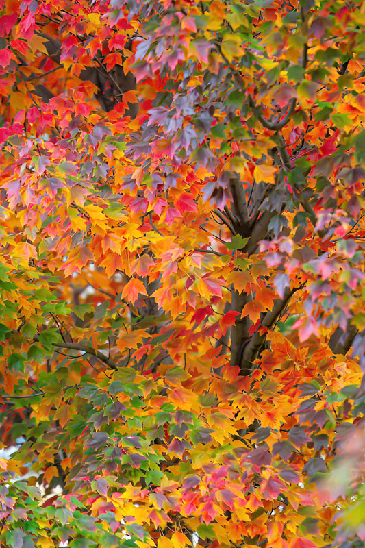 Autumn's Visual Symphony