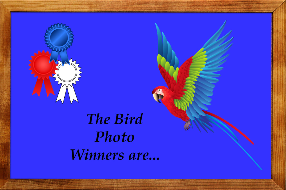 Bird Winners